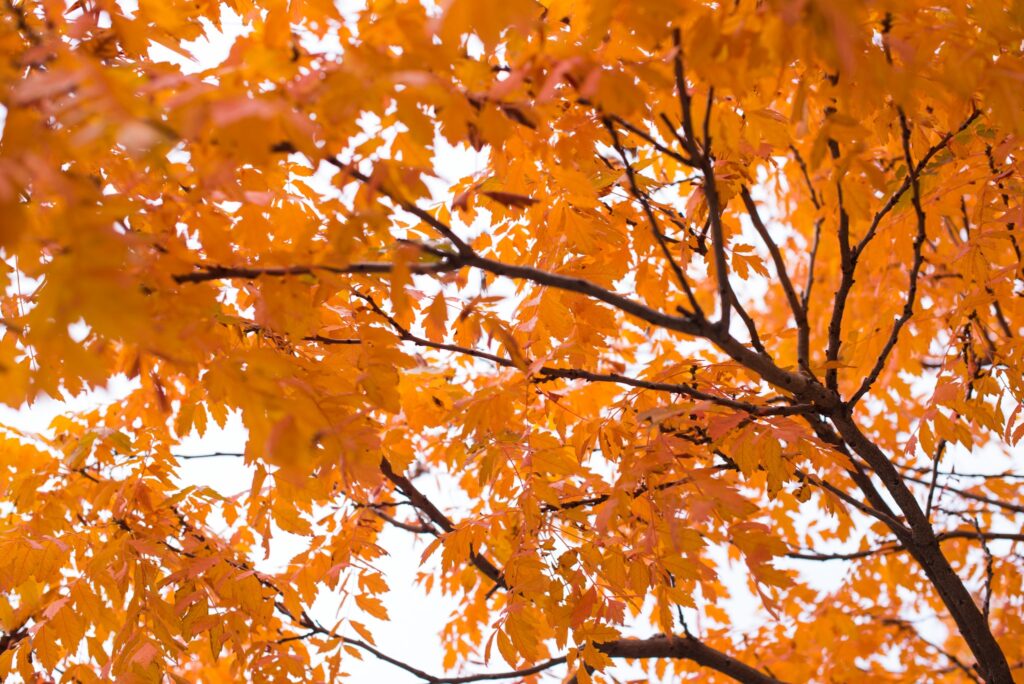 orange and brown tree branch