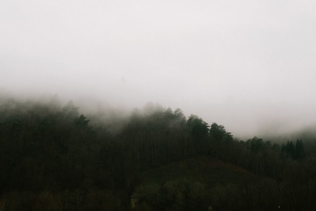 a foggy forest with trees on a hill