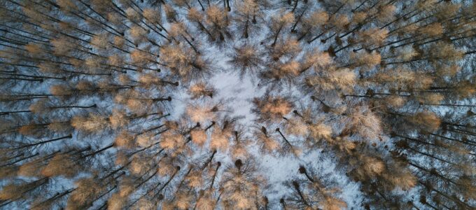 Trees and snow are seen from above.